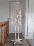 Skelet anatomisch model menselijk lichaam, Ophalen