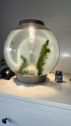 Biorb aquarium classic 60L, Ophalen, Gebruikt, Leeg aquarium