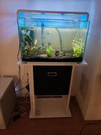Aquarium Superfish Home 60, Dieren en Toebehoren, Ophalen, Gebruikt, Gevuld zoetwateraquarium