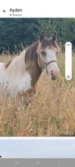 Super lieve en mooi valk bonte jaarling merrie, Merrie, Recreatiepony, 0 tot 2 jaar