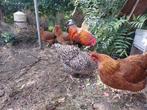 Toompje kippen, Dieren en Toebehoren, Vrouwelijk, Kip