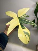Philodendron Florida Beauty (hoge variegata), Huis en Inrichting, Ophalen, Halfschaduw, Minder dan 100 cm