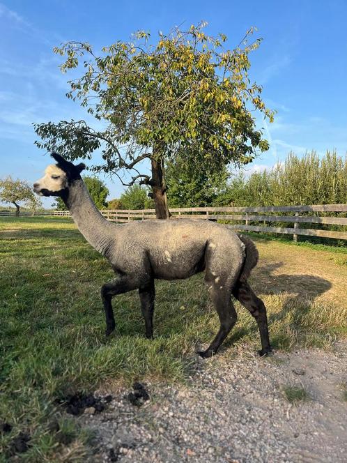 Alpaca hengt met witte zwarte en bruine stippen, Dieren en Toebehoren, Overige Dieren, Meerdere dieren, Juni