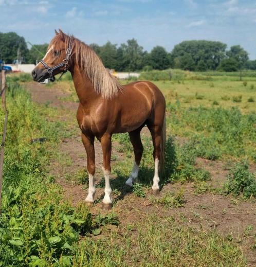 Ter dekking welsh B hengst ( Laatste dekkingen voor 2025 ), Dieren en Toebehoren, Paarden en Pony's | Dekhengsten en Fokmerries