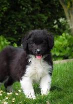 Wij Border-Stabij x Australian Shepherd pups zoeken baasjes, Overige rassen, 8 tot 15 weken, CDV (hondenziekte), Meerdere