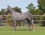4 jarige knappe connemara, Merrie, B, Dressuurpony, 3 tot 6 jaar