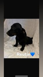 Teckel puppy's, Dieren en Toebehoren, Standaard, CDV (hondenziekte), 8 tot 15 weken, Korthaar