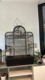 Pyrrhura en grasparkiet inclusief kooi en accesoires, Dieren en Toebehoren, Geslacht onbekend, Parkiet, Tam