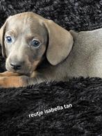 Kaninchen/dwerg teckel, Dieren en Toebehoren, Honden | Teckels en Dashonden, Kaninchen, CDV (hondenziekte), 8 tot 15 weken, Korthaar
