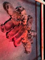 Mechelse herder pups NVBK stamboom, België, Particulier, Rabiës (hondsdolheid), 8 tot 15 weken