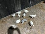 Kippen te koop 6,-, Dieren en Toebehoren, Pluimvee, Mannelijk, Kip