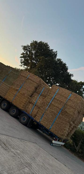 Stro strooisel tarwe stro lang stro gesneden stro gehakseld beschikbaar voor biedingen