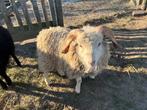 Mooi wit klein ouessant schaapje ram, Vrouwelijk, Schaap