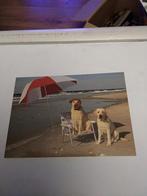 NORTH SHORE ANIMAL LEAGUE. /HONDEN, Ophalen of Verzenden, 1980 tot heden, Overige thema's