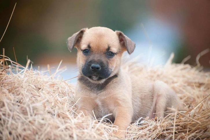 Kruising pups van op de boerderij, Dieren en Toebehoren, Honden | Niet-rashonden, Middel, Meerdere dieren, Particulier, Eén hond