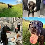 Hondenoppas gezocht (4-9 dec en 2-9 jan), Pension of Dagopvang