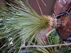 Yucca Rostrata. 23 cm stam goed geworteld ivm renovatie tuin, Ophalen, Zomer, Overige soorten, Volle zon