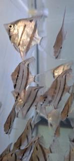 Jonge maanvissen Altum Peru / Rio Nany Altums, Vis, Zoetwatervis