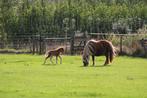 Te koop stamboek shetlander met veulen, Merrie, Gechipt, A pony (tot 1.17m), 7 tot 10 jaar