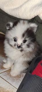 pomeriaan pups, Dieren en Toebehoren, Keeshond, Teef, Meerdere, Nederland