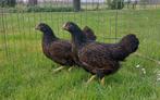 Barnevelder kriel hennen, Dieren en Toebehoren, Pluimvee, Vrouwelijk, Kip