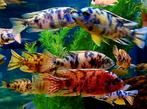 yellowberry, redberry, blueberry xl malawi cichliden, Dieren en Toebehoren, Vissen | Aquariumvissen, Vis, Zoetwatervis, Schoolvis