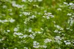 Koriander (±150 zaden) Biologische Zaden - Kruidige Plukbloe, Verzenden, Voorjaar, Volle zon, Zaad