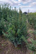 Taxus baccata, Tuin en Terras, Planten | Struiken en Hagen, Ophalen of Verzenden, Taxus, Minder dan 100 cm
