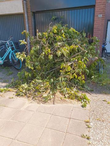 Gratis hardhout voor uw tuinvuur of houtbbq beschikbaar voor biedingen