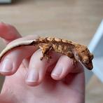 Jonge 2024 harlequin 0.0.1 wimpergekko / crested gecko, Dieren en Toebehoren, Reptielen en Amfibieën, 0 tot 2 jaar, Hagedis