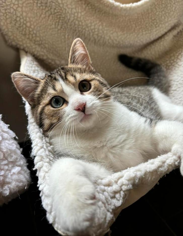 Katten zoeken SPOEDIG nieuw huisje, Dieren en Toebehoren, Katten en Kittens | Raskatten | Langhaar, Meerdere dieren, 0 tot 2 jaar