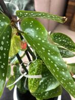 Begonia tamaya plant, Huis en Inrichting, Kamerplanten, Overige soorten, Minder dan 100 cm, Halfschaduw, Ophalen
