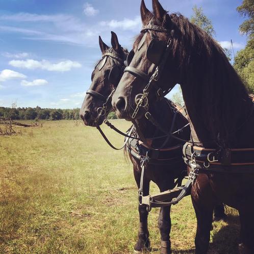 Ideal leren tweespantuig full mennen mentuig, Dieren en Toebehoren, Paarden en Pony's | Hoofdstellen en Tuigage, Gebruikt, Overige soorten