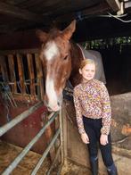 Verzorg pony/bijrijder gezocht, Ophalen of Verzenden, Zo goed als nieuw
