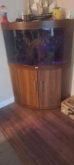 Juwel trigon 190, Dieren en Toebehoren, Vissen | Aquaria en Toebehoren, Ophalen, Gevuld zoetwateraquarium