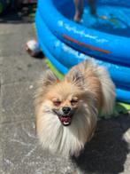 Pomeriaan koko, Keeshond, 1 tot 2 jaar, Teef, Eén hond