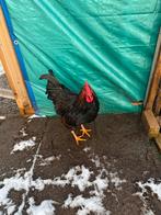 Haan, Dieren en Toebehoren, Mannelijk, Kip