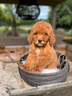 Labradoodle, Dieren en Toebehoren, Honden | Retrievers, Spaniëls en Waterhonden, Nederland, Overige rassen, CDV (hondenziekte)