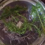 Guppies, Vis, Zoetwatervis