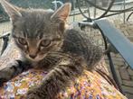 kitten zoekt forever home, Dieren en Toebehoren, Katten en Kittens | Overige Katten, Poes