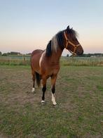 Prachtig 3 kleurig miniatuur paard. Nmprs, amha, Dieren en Toebehoren, Pony's, Gechipt, 0 tot 2 jaar, Hengst, A pony (tot 1.17m)
