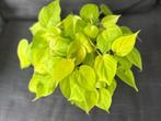 Philodendron scandens lemon lime, Huis en Inrichting, Kamerplanten, Overige soorten, In pot, Minder dan 100 cm, Groene kamerplant