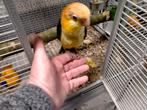 Jonge roestkop caique baby's super lief, Meerdere dieren, Papegaai, Geringd