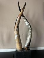 Hoorns decoratie, Ophalen