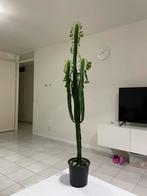Cactus, Huis en Inrichting, Kamerplanten, Ophalen