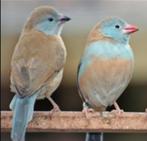 Gezocht: Blauwkop Blauwfazantje (pop), Dieren en Toebehoren, Vogels | Overige Vogels, Vrouwelijk, Tropenvogel, Geringd