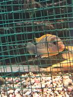 Cichliden, Dieren en Toebehoren, Vissen | Aquariumvissen