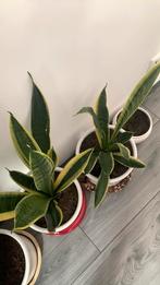 2 Vetplant met poten ps €15, Ophalen, Halfschaduw, Minder dan 100 cm