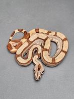 Boa Constrictor, Slang, Tam, 0 tot 2 jaar