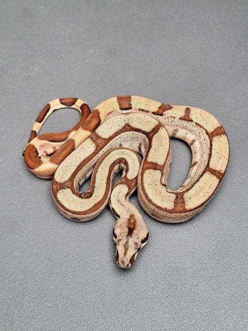 Boa Constrictor, Dieren en Toebehoren, Reptielen en Amfibieën, Slang, 0 tot 2 jaar, Tam